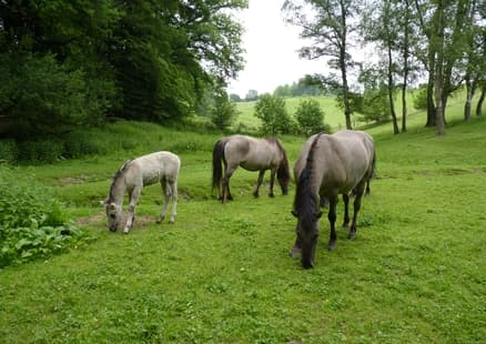 zwei Tarpane zusammen mit Fohlen im Eiszeitlichen Wildgehege