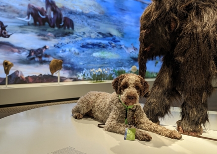 Hund sitzt neben Baby Mammut in Ausstellung beim DoggyDay