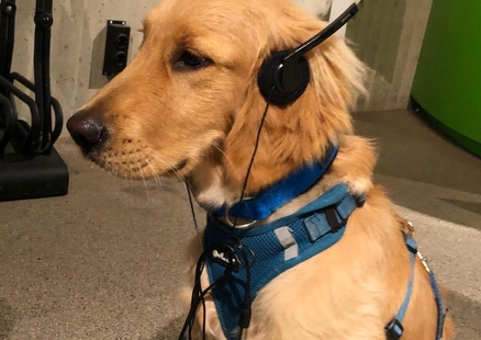 Hund trägt Kopfhörer Audioguide in Ausstellung für DoggyDay