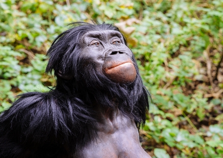 Rekonstruktion von Australopithecus afarensis Lucy im Neandertal