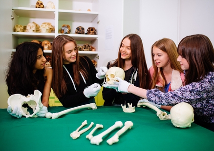 Schülerinnen untersuchen Humanfossilien bei Workshop für Schulen