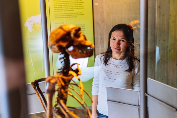 Erwachsene betrachtet homo erectus Skelett in Ausstellung