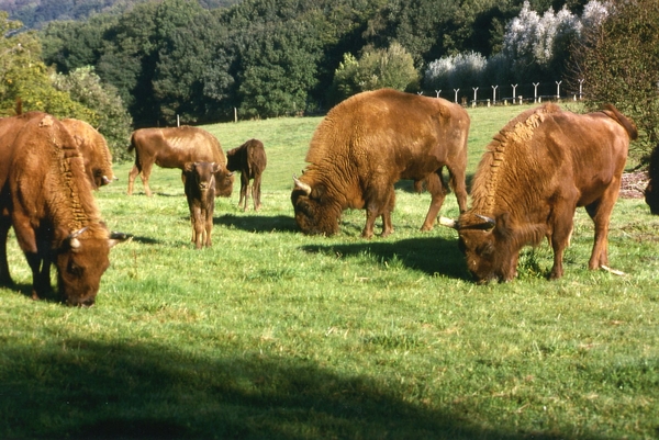 Wisente zusammen mit Jungtieren auf Wiese outdoor im Eiszeitlichen Wildgehege