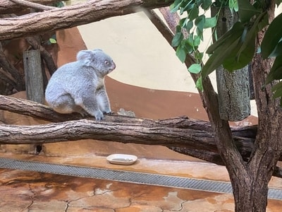 Koala