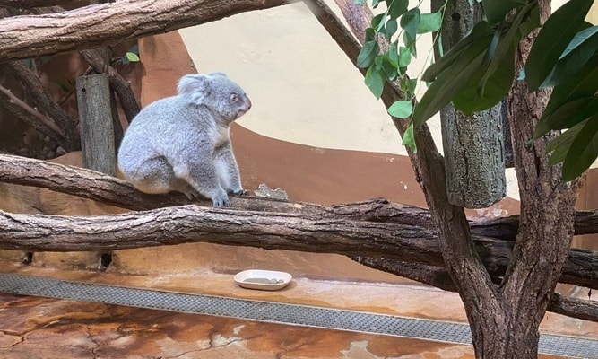 Koala