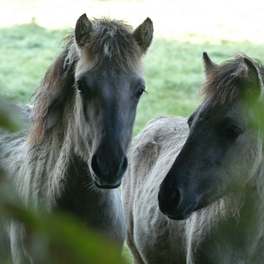 RS11218_Eiszeitliches Wildgehege_Tarpane