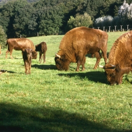 Wisente zusammen mit Jungtieren auf Wiese outdoor im Eiszeitlichen Wildgehege