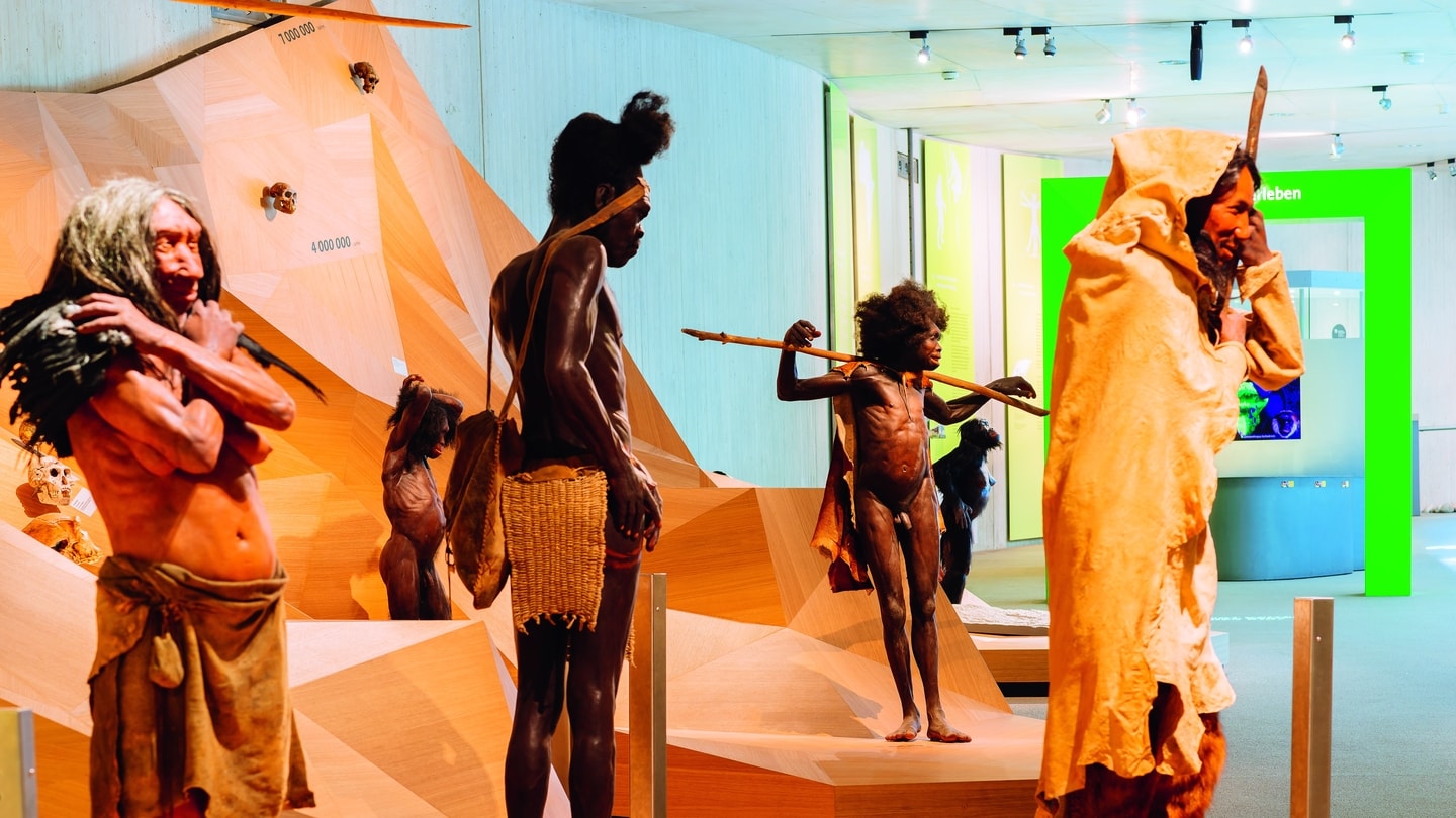 Nachbildung von verschiedenen Menschenarten auf Stammbusch in Ausstellung