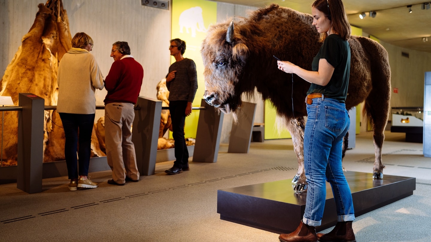 Frau mit Audioguide vor ausgestopftem Wisent in der Ausstellung des Neanderthal Museum