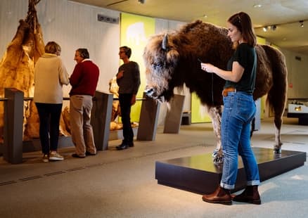 Frau mit Audioguide vor ausgestopftem Wisent in der Ausstellung des Neanderthal Museum