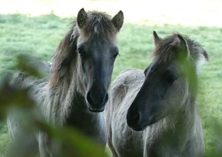 RS11218_Eiszeitliches Wildgehege_Tarpane