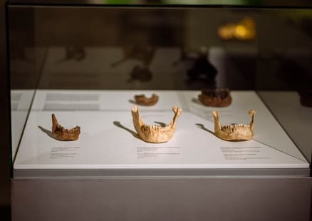 Rekonstruktionen von Kiefern von Homo sapines und Neanderthalern