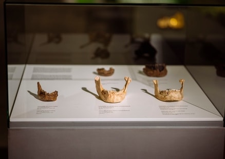 Rekonstruktionen von Kiefern von Homo sapines und Neanderthalern