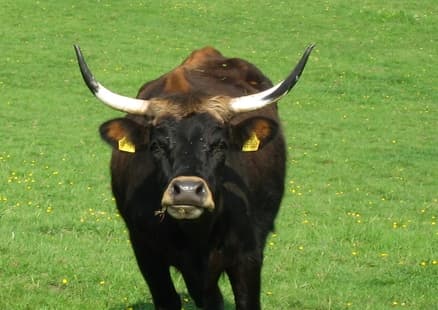 Auerochse im Wildgehege schaut frontal in die Kamera