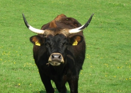 Auerochse im Wildgehege schaut frontal in die Kamera